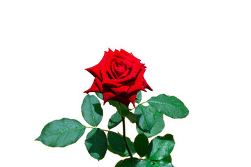 Red roses on a white background. with clipping path