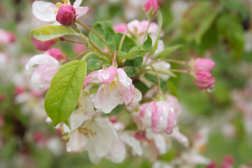 Pink and white apple flowers and blossom on branch covered by rain drops in springtime. Malus domestica