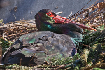 The black stork is a rare bird on the