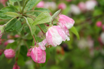 Pink and white apple flowers and blossom on branch covered by rain drops in springtime. Malus domestica