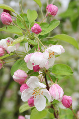 Fototapeta na wymiar Pink and white apple flowers and blossom on branch covered by rain drops in springtime. Malus domestica