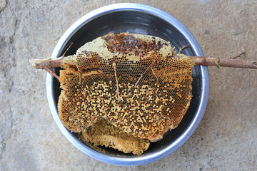 Fresh Honeycomb stick on tree branch from jungle in aluminium bowl.