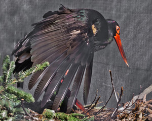 Covers his wife from the sun Black Stork male and female in nest.