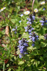Grass and wild flowers in the meadow in springtime season. Spring background