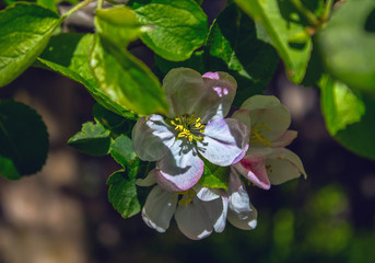 Flowering green bushes