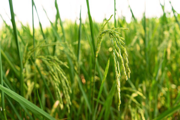 Fototapeta na wymiar Green rice field.