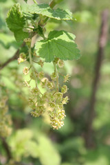 Red currant shrub with flowers in springtime. Ribes bush in bloom