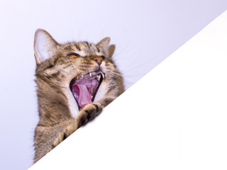 Funny gray tabby cat showing placard with space for text. Lovely cat with yellow eyes holding...