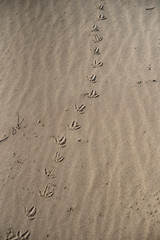 traces of birds in the sand