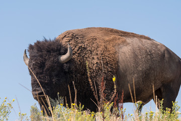 bison change the fur in Antelope island state park in Utah
