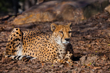 On a rest.A bright red cheetah is resting and looking down on a withered grass in the rays of the setting sun,