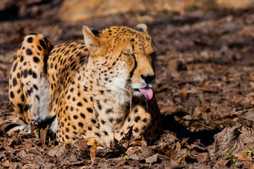 The cheetah mockingly makes a face and shows language.  on a withered grass in the rays of the setting sun,