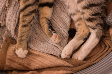 lying sleeping cat feet cute and nice home scene in soft and cozy bed interior environment, concept wallpaper foreshortening from above