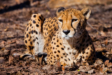 A bright red cheetah is resting and looking down on a withered grass in the rays of the setting sun,