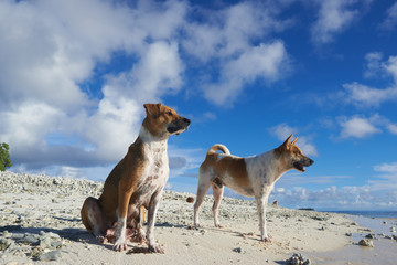 Two deserted dogs