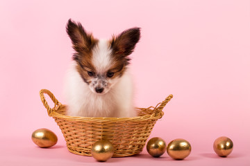 Cute puppy in a basket