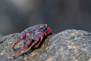 Crab2