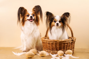 Portrait of two funny dogs