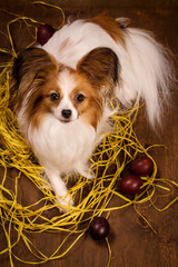 the dog hatches the eggs in the nest