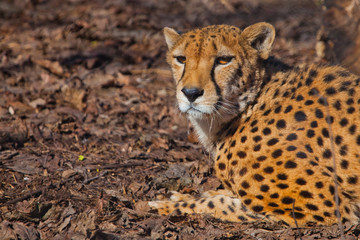 A bright red cheetah rests and looks lying on the withered grass in the rays of the setting sun, close-up