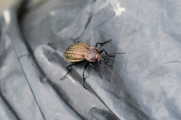 Carabus - beetle on black foil.