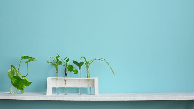 Modern room decoration. White shelf against pastel turquoise wall with Collection of various plant cuttings test tubes.