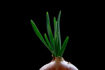 onion