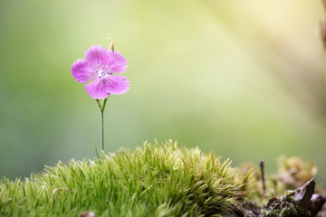 fiore rosa