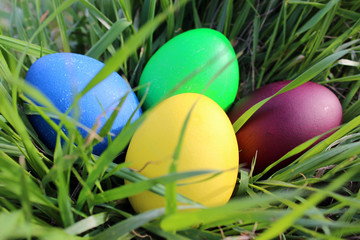 Easter eggs in green grass in the sun