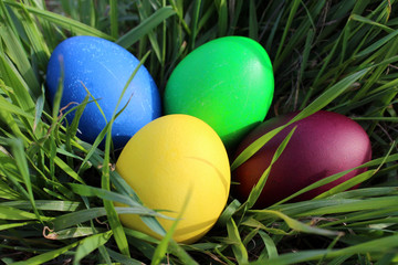 Easter eggs in green grass in the sun
