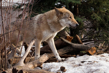 A wolf comes out from behind a tree lit by the sunPowerful predator gray wolf in the woods in early spring.