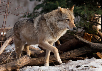 A wolf comes out from behind a tree lit by the sunPowerful predator gray wolf in the woods in early spring.