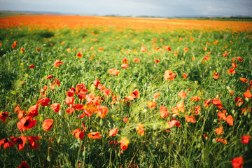 Very beautiful large poppy field on a sunny day