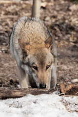 The wolf sniffs traces with his head down, the wolf tracks down. gray wolf in the woods in early spring.