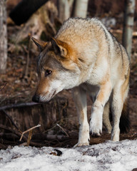 gray wolf in the woods in early spring.
