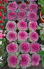 Tray of ornamental cabbages for display in a street market