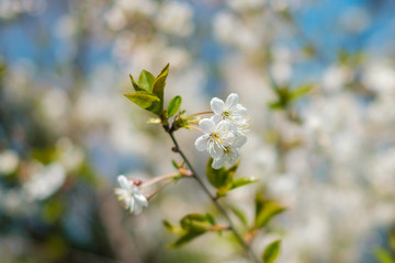 white cherry tree blossom closeup with blooming spring background