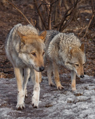Naklejka na ściany i meble A pair of wolves (husband and wife, boyfriend and girlfriend) walk together through the forest (love).