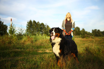 Young woman walking with Bernese Mountain Dog on the summer field