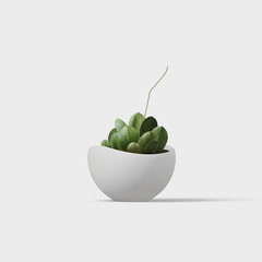 potted flower isolated on white background 3D Render