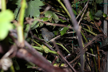Bird hiding 