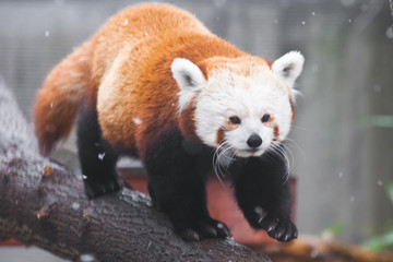 Obraz premium Cute red panda (small panda) on the branches of a tree.