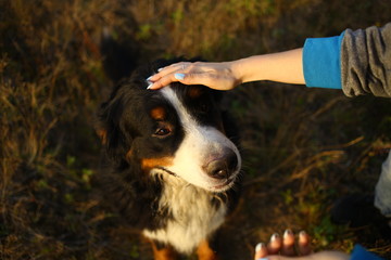 Person hand holding a dog head. Green grass and yellow background
