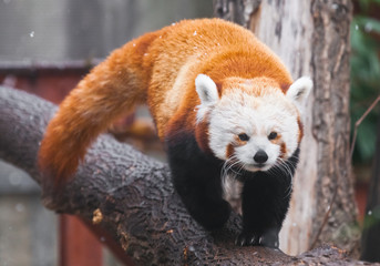 Obraz premium Cute red panda (small panda) on the branches of a tree.