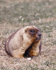 Naklejka na ściany i meble Marmot is looking. Close-up fat fat woodchuck with beautiful fur sitting on the green grass.