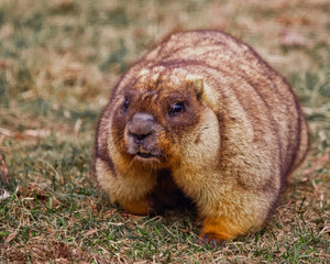 Close-up fat fat woodchuck with beautiful fur sitting on the green grass.