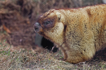 Marmot in profile close-up.  fat woodchuck with beautiful fur sitting on the green grass.
