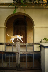 Katze schleicht über Zaun vor einem kolonialen Hauseingang