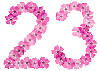 Numeral 23, twenty three, from natural pink flowers of periwinkle, isolated on white background