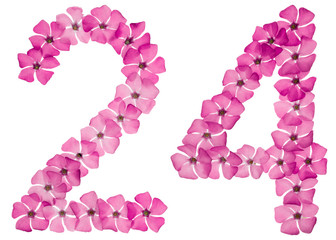 Numeral 24, twenty four, from natural pink flowers of periwinkle, isolated on white background
